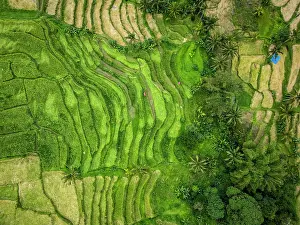 Straight Down Prints: Jatiluwih Rice Terraces, Bali, Indonesia