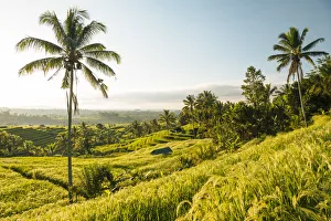 Crop Gallery: Jatiluwih Rice Terraces, Tabanan, Bali, Indonesia