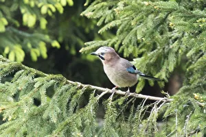 Jay, Loski Potok, Slovenia