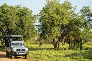 Images Dated 28th March 2019: Jeep safari watching elephant, Uda Walawe National Park, Uva Province, Sri Lanka, Asia