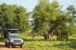Asian Elephant Prints: Jeep safari watching elephant, Uda Walawe National Park, Uva Province, Sri Lanka, Asia