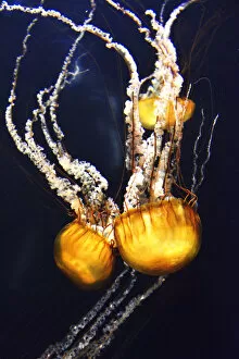 Jellyfish in the Lost Chambers Aquarium of the Atlantis hotel, The Palm Jumeirah, Dubai