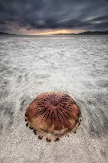 Harris Prints: Jellyfish stranded on Lusketyre beach, Island of Harris, Outer Hebrides, Scotland
