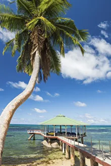 Secluded Prints: Jetty & Palm Tree, Praslin, Seychelles