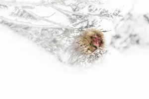 Deep Snow Prints: Jigokudani Valley, Yudanaka, Nakano, Nagano Prefecture, Honshu Island, Japan, Asia