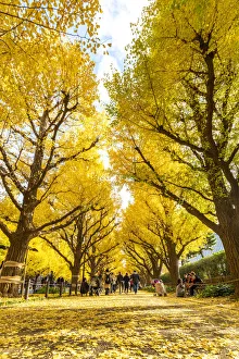 Autumnal Prints: Jinkgo trees at Meiji Jingu Gaien avenue, Tokyo, Kanto region, Japan
