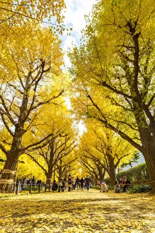Shinjuku Gallery: Jinkgo trees at Meiji Jingu Gaien avenue, Tokyo, Kanto region, Japan