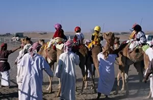 Sharqiyah Collection: Jockeys and camels line up at the start of a race at