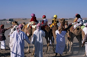 Head Dress Prints: Jockeys and camels line up at the start of a race