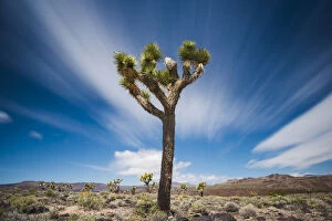Desolate Gallery: Joshua Tree, Death Valley National Park, California, USA