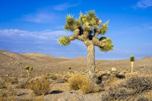 Images Dated 6th January 2020: Joshua tree growing in desert of Death Valley National Park, Eastern California