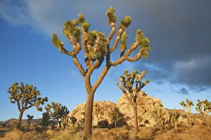 Yucca Prints: Joshua tree im Joshua Tree National Park - USA, California, San Bernardino