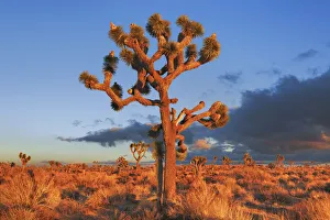 Joshua tree im Joshua Tree National Park - USA, California, San Bernardino
