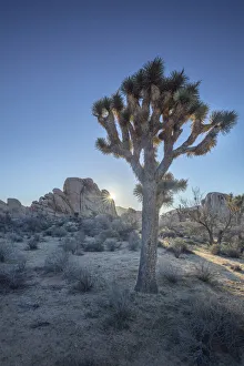 Images Dated 11th November 2020: Joshua Tree, Joshua Tree National Park, California, USA