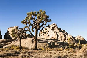 Images Dated 28th April 2017: Joshua Tree National Park, California, USA