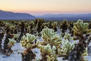 Images Dated 28th April 2017: Joshua Tree National Park, California, USA