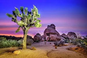 Joshua Tree National Park.San Bernardino County, California, USA