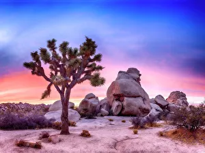 South Western Prints: Joshua Tree National Park.San Bernardino County, California, USA