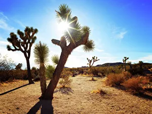 Hidden Valley Prints: Joshua Tree National Park.San Bernardino County, California, USA