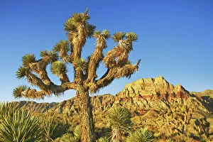 Joshua tree in Red Rock Canyon - USA, Nevada, Clark, Red Rock Canyon - Red Rock Canyon
