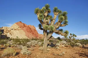 Clark Prints: Joshua tree - USA, Nevada, Clark, Whitney Pockets