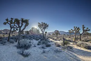 Images Dated 11th November 2020: Joshua Trees, Joshua Tree National Park, California, USA