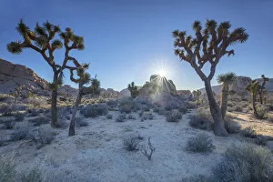 Joshua Trees, Joshua Tree National Park, California, USA