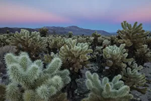 Desert Landscape Collection: Joshua Trees, Mojave desert, Joshua Tree National Park, California, USA