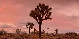Images Dated 7th February 2022: Joshua Trees at Sunset, Joshua Tree National Park, California, USA