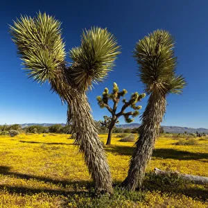 Wildflower Prints: Joshua Trees & Wildflowers, Antelope Valley, California, USA