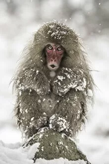 Cute Gallery: A joung snow monkey resting in the snow during a snowfall in Jigokudani forest, Japan