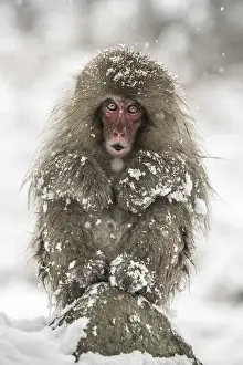 Shiga Prints: A joung snow monkey resting in the snow during a snowfall in Jigokudani forest, Japan