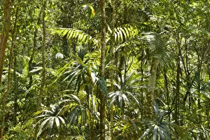 Images Dated 22nd May 2013: Jungle at Yaxha Arecheologial site, Peten, Mundo Maya, Guatemala, Central America