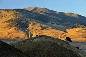 Slopes Prints: Juniper trees on the slope of arid hills overlooking Gardiner and the Yellowstone River Valley