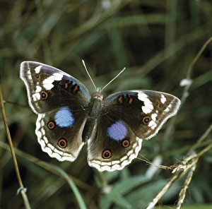 Out Side Gallery: Junonia oenone (male)