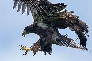 Eagle Prints: A juvenile bald eagle flies back to the nest on Sharbot Lake, Ontario, Canada