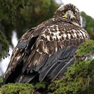 Eagle Prints: A JUVENILE bald eagle sits in a tree inthe Great Bear Rainforest, British Columbia, Canada