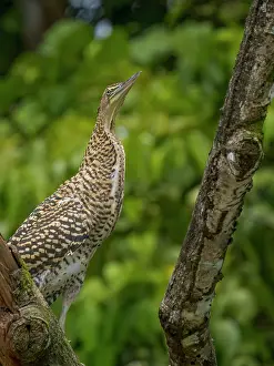 Rainforests Prints: A juvenile Bare-throated Tiger Heron (Tigrisoma mexicanum) on the San Carlos River