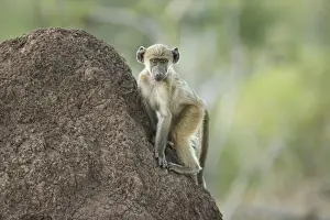 Primate Prints: Juvenile Chacma baboon (Papio ursinus) sitting on termite mound, Savuti, Botswana, Africa