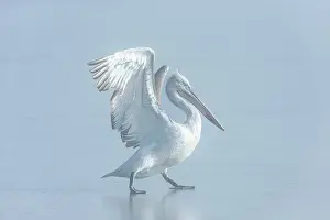 Juvenile Prints: Juvenile Dalmatian Pelican (Pelecanus crispus) standing on ice on frozen Lake Kerkini