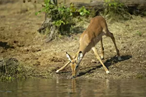 Juvenile Impala (Aepyceros melampus) drinking, Savuti, Chobe National Park, Botswana