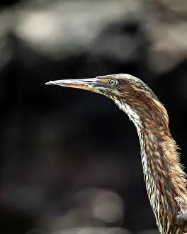 Ecuadorian Prints: Juvenile Lava Heron, Isla Bartholomé, Galapagos Islands, Ecuador