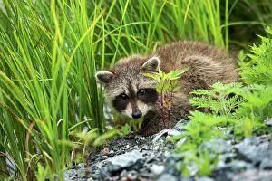 Muskoka Prints: Juvenile Raccoon (Procyon lotor) in Muskoka near the town of Rosseau, Ontario, Canada