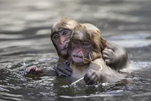 Images Dated 6th April 2021: Juvenile snow monkeys or Japanese macaques (Macaca fuscata) playing in water, Jigokudani