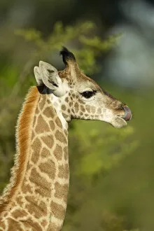 Images Dated 4th January 2021: Juvenile Southern giraffe (Giraffa giraffa), Savuti, Chobe National Park, Botswana