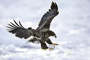 Images Dated 17th February 2021: Juvenile White-tailed Eagle (Haliaeetus albicilla) in flight over sea ice, Nemuro Strait