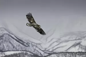Images Dated 17th February 2021: Juvenile White-tailed Eagle (Haliaeetus albicilla) in flight over Shiretoko National Park