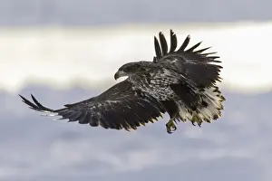 Juvenile White-tailed Eagle (Haliaeetus albicilla) in flight over sea ice, Nemuro Strait