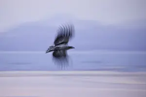 Juvenile White-tailed Eagle (Haliaeetus albicilla) in flight (slow shutter)