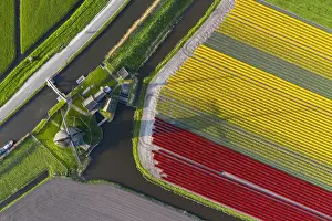 Multicolor Prints: The De Kaagmolen windmill in front multicolor tulips field (Opmeer municipality, North
